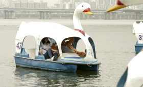 Taking a Swan Paddleboat