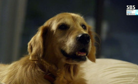 Domestic Animals