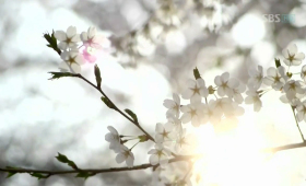 Walk Among Cherry Blossoms