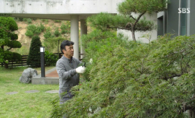 Plants & Gardening